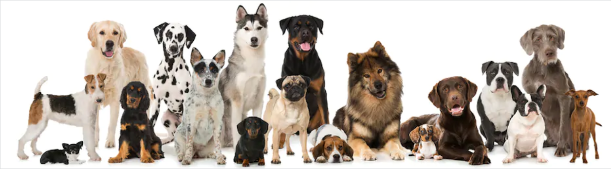 image from Classify images using Deep Learning algorithms